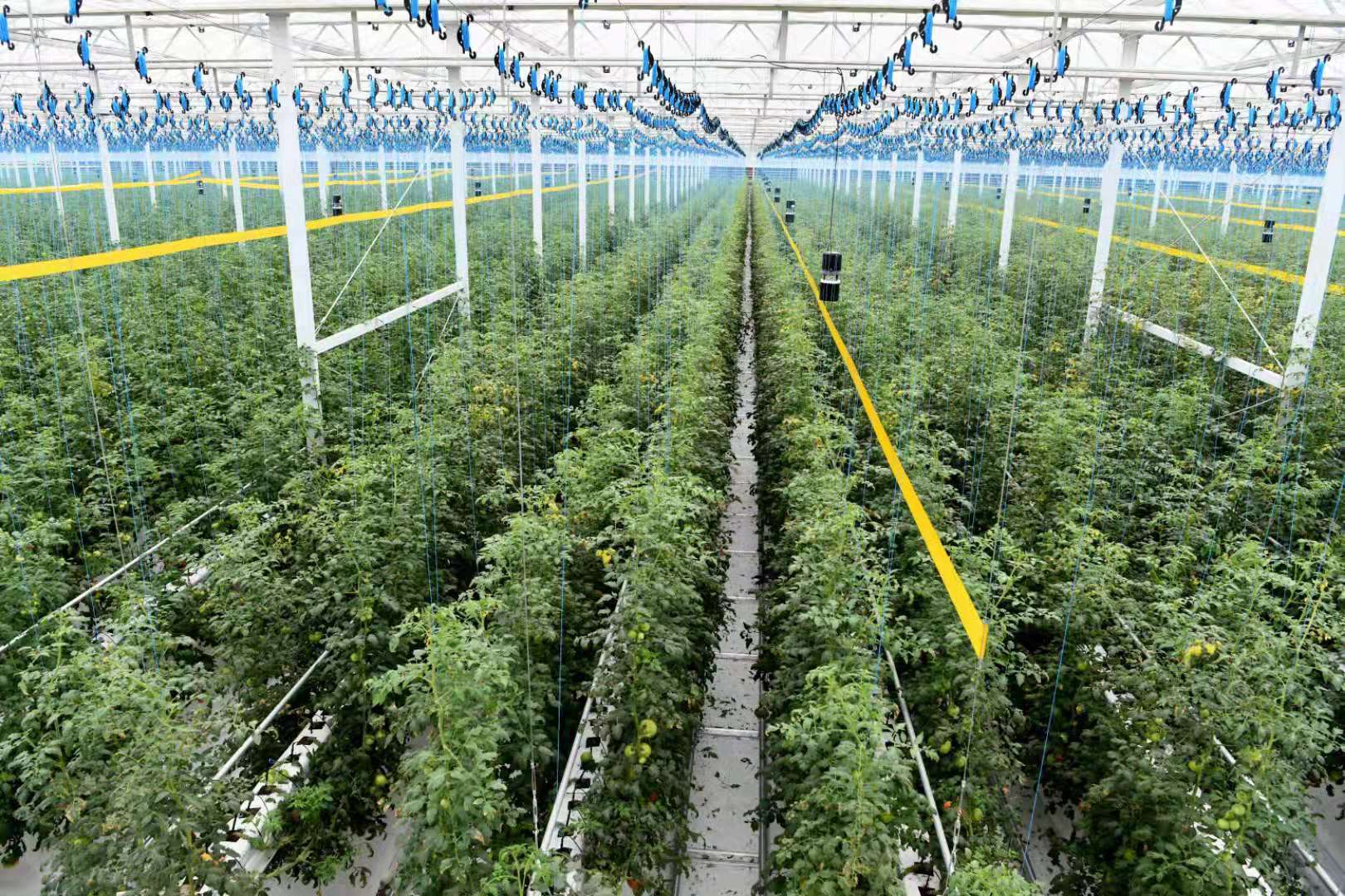 智慧农业为乡村振兴注入新活力