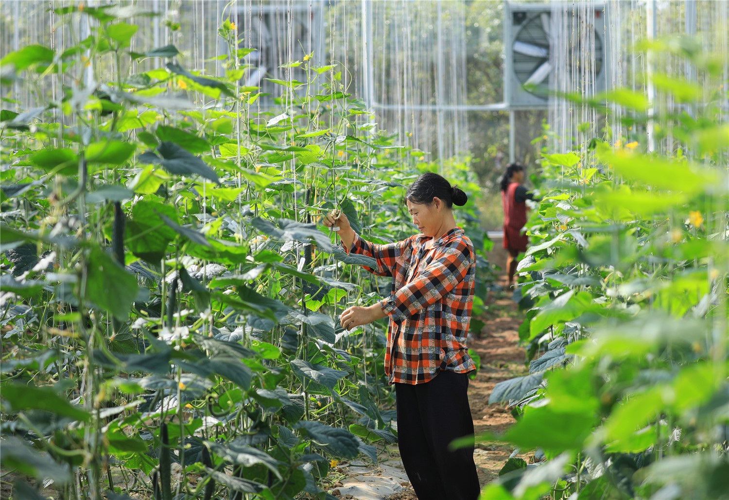 智慧农业为乡村振兴注入新活力