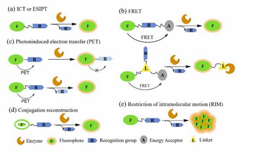 首例分子高激发态漫游反应通道被发现