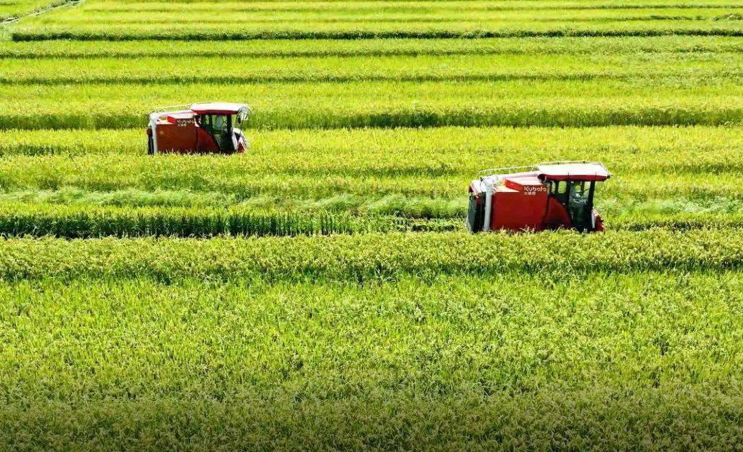 黑龙江：科技赋能 水稻育秧正当时