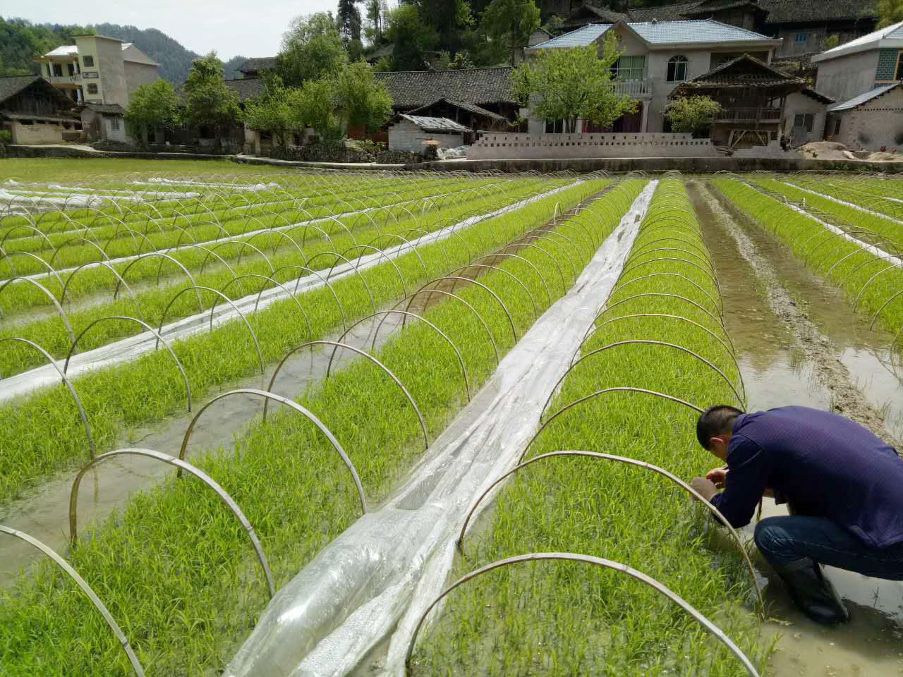 黑龙江：科技赋能 水稻育秧正当时