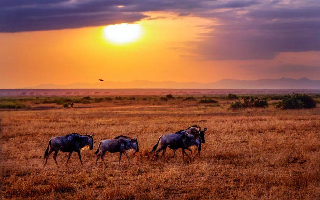 哺乳动物如何“计算时间”？我国科学家有新发现