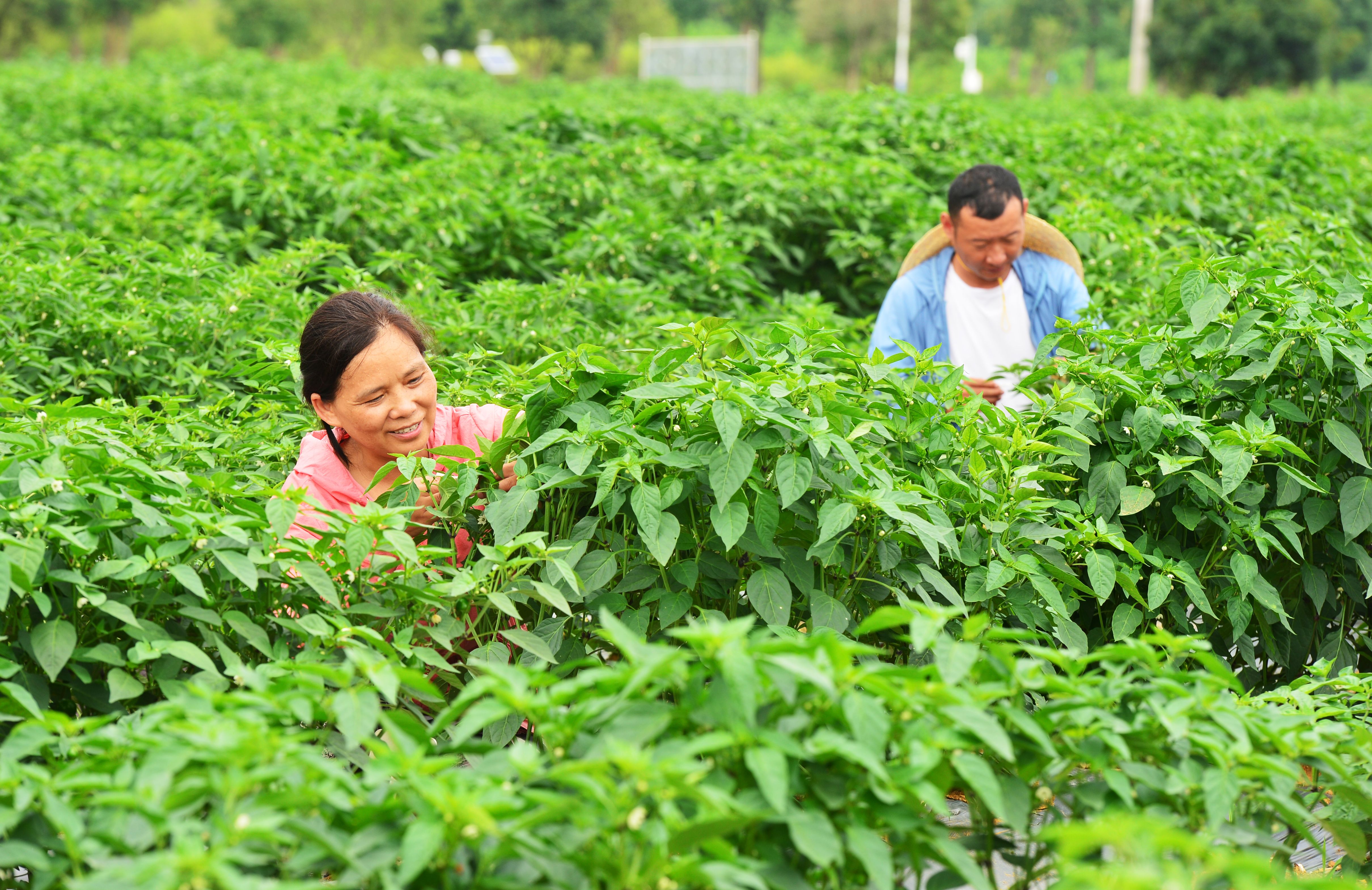 春耕新变|“泥腿子”也要做试验——探访春耕里的科研田