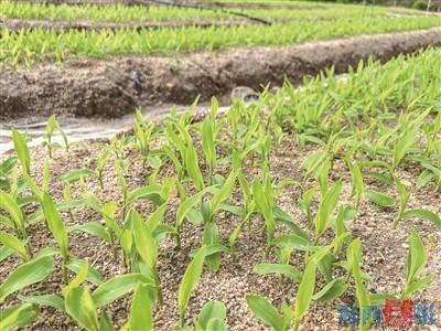 春耕新变|“泥腿子”也要做试验——探访春耕里的科研田