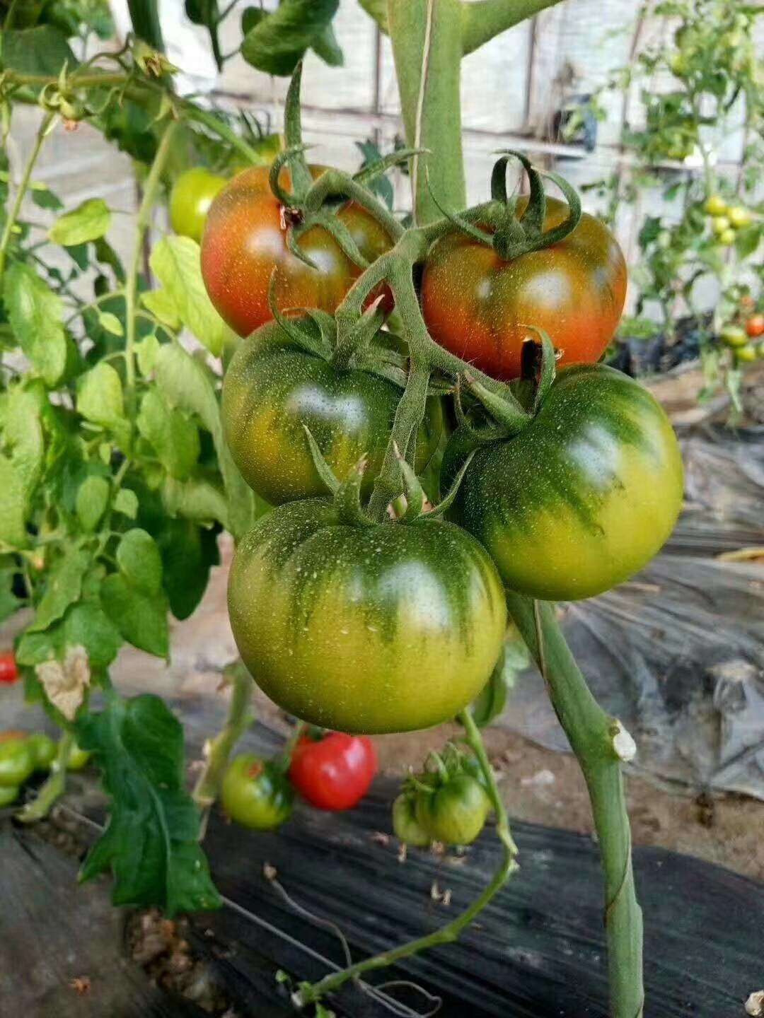 借力智慧农业 盘锦碱地柿子量多质好