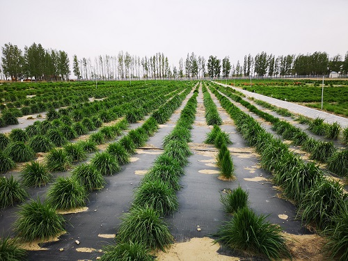 我国优质牧草种质资源完成首次太空舱外暴露实验