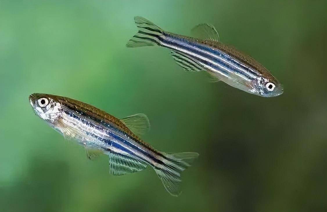 中国“太空养鱼”项目进展顺利 “鱼航员”状态良好