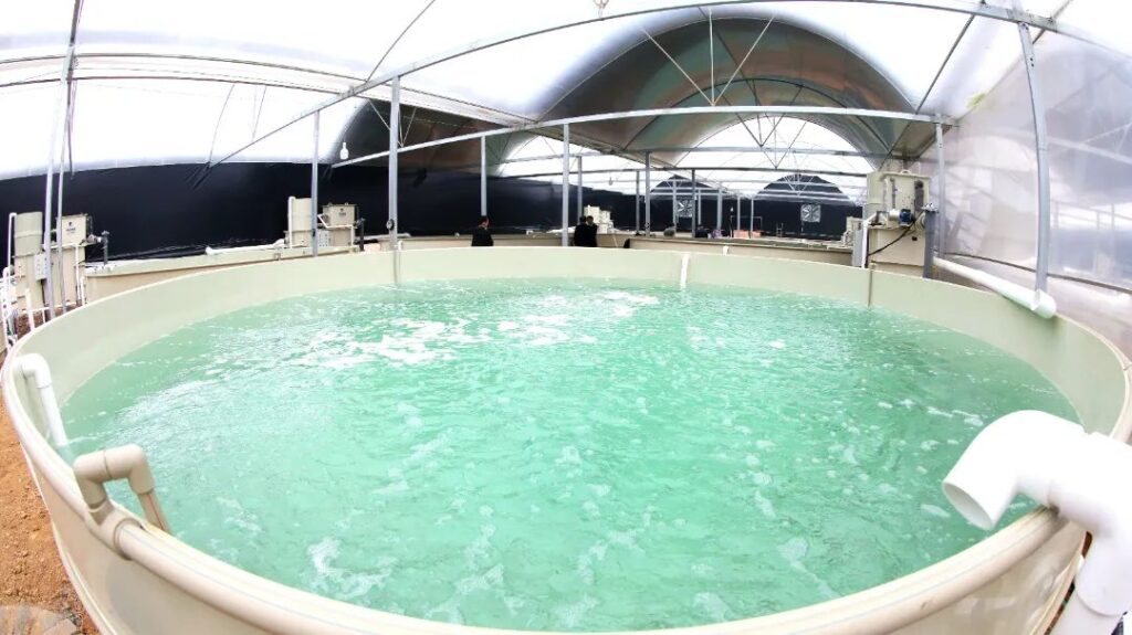 中国“太空养鱼”项目进展顺利 “鱼航员”状态良好