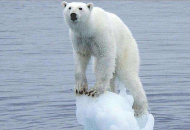 《探南极》系列访谈第三期丨全球变暖，南极海冰融化有多严重？