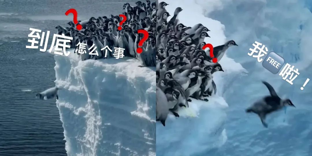 《探南极》系列访谈第三期丨全球变暖，南极海冰融化有多严重？