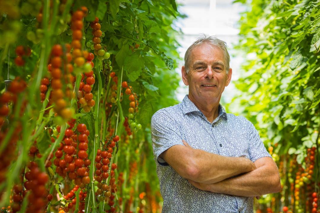 AI“慧”种地：与番茄“对话”，种出“儿时味道”