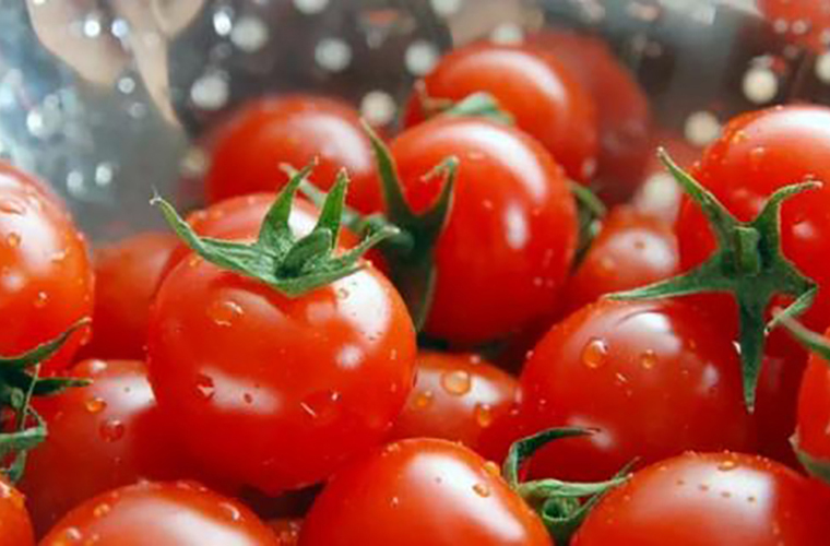 AI“慧”种地：与番茄“对话”，种出“儿时味道”