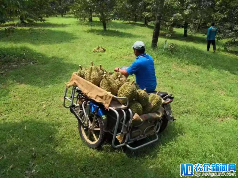 全球连线|中国数字科技赋能泰国榴莲种植