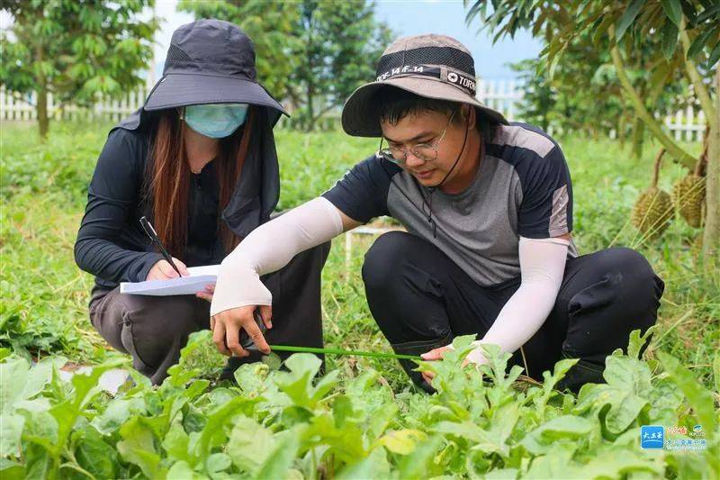 全球连线|中国数字科技赋能泰国榴莲种植