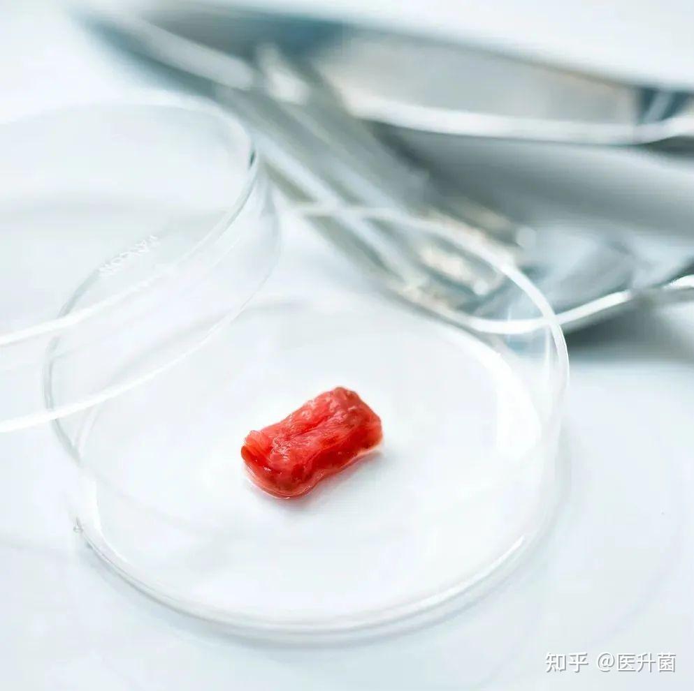 细胞培养肉：在实验室里“种肉”