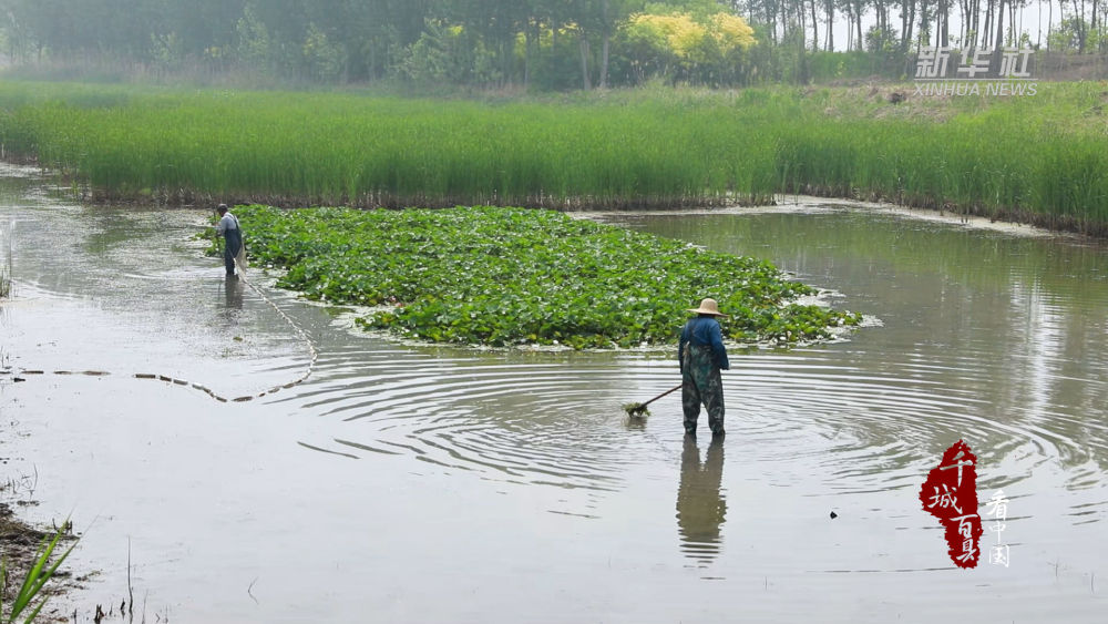 千城百县看中国｜河北南宫：智能植物工厂助力绿色发展