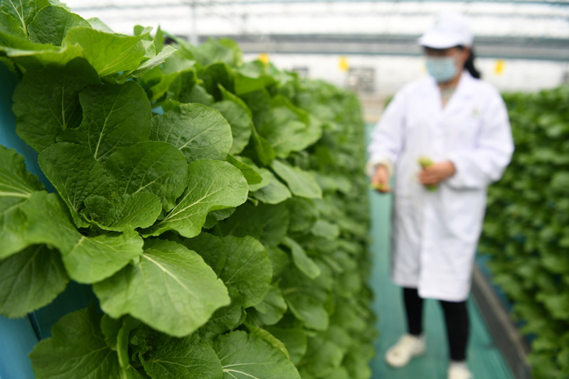 聚焦农业科技创新：植物工厂种出“智慧菜”