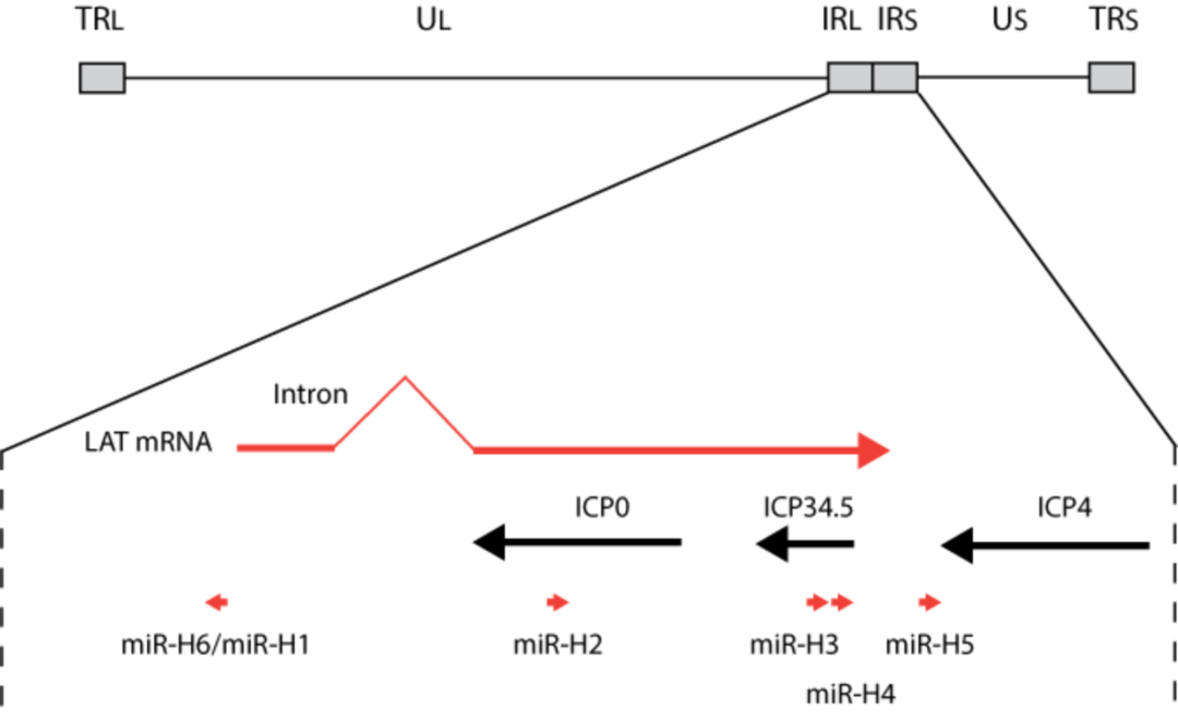 艾美疫苗/百克生物Ⅱ型单纯疱疹病毒mRNA疫苗获批临床试验