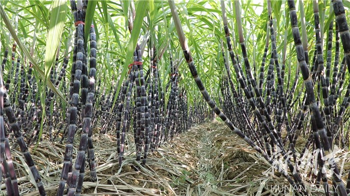 生物育种有新解 未来甘蔗会更“甜”