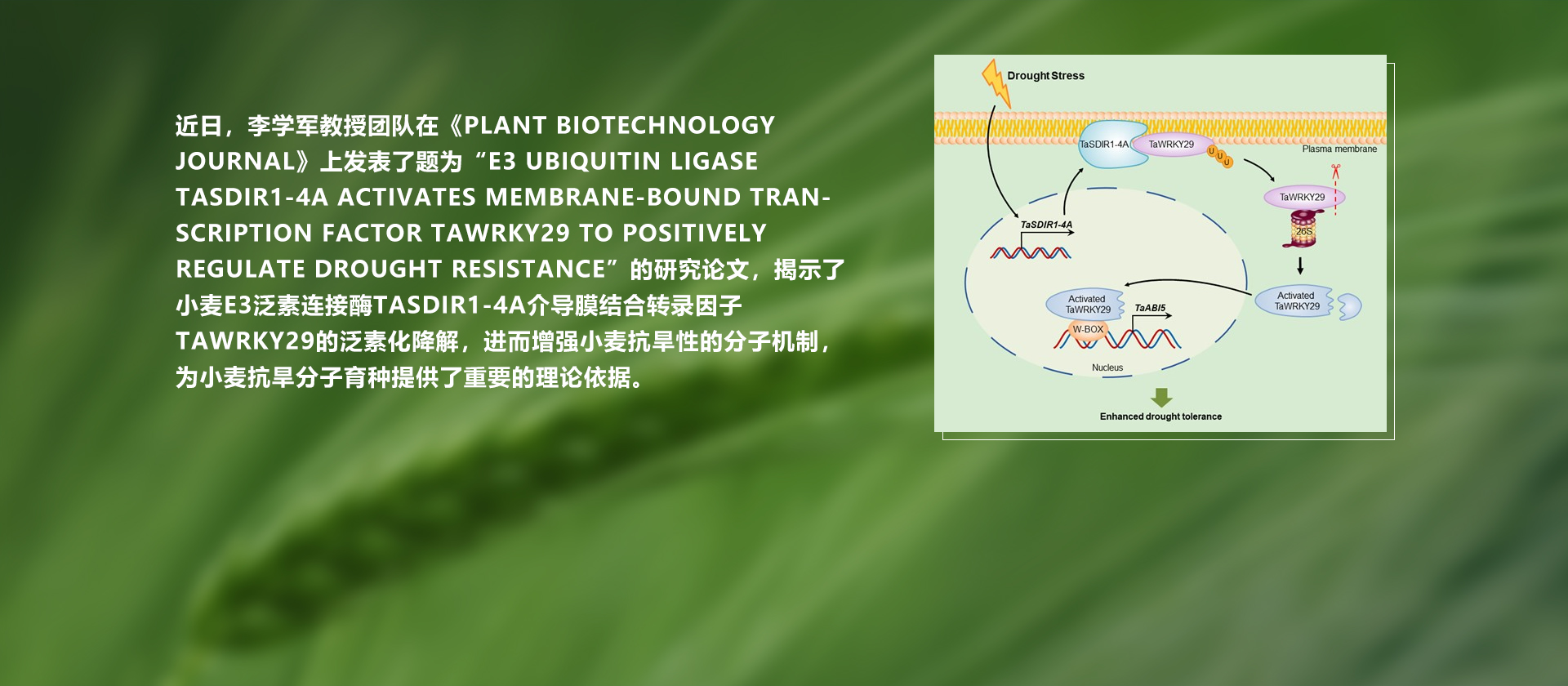 敲除这两个基因 作物将更好抵御寄生植物