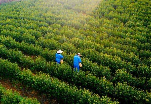 镜头里的春日经济——春耕里的“科技范儿”