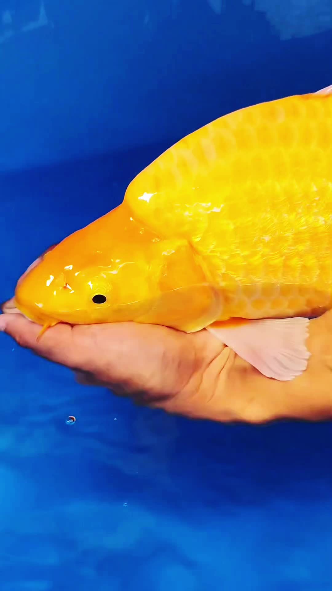 智能软体仿生观赏鱼“金鳞”在沪亮相