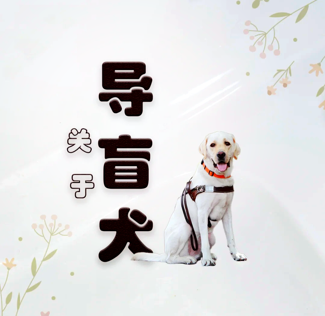 机器人助力幸福生活｜电子导盲犬让视障人士“看见”生活点滴