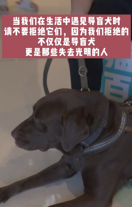 机器人助力幸福生活｜电子导盲犬让视障人士“看见”生活点滴