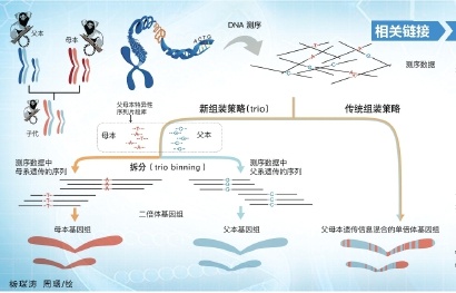科学与健康|基因组编辑新利器：PCE技术实现染色体“精准编辑”