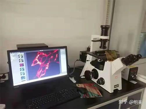 深脑“彩色”成像！中国成功研制多色微型化双光子显微镜